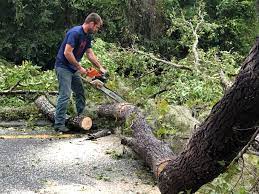 Best Tree Removal  in Calverton, NY