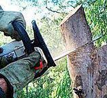 Best Tree Cabling and Bracing  in Calverton, NY