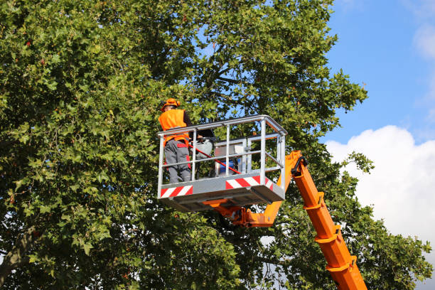 Best Leaf Removal  in Calverton, NY