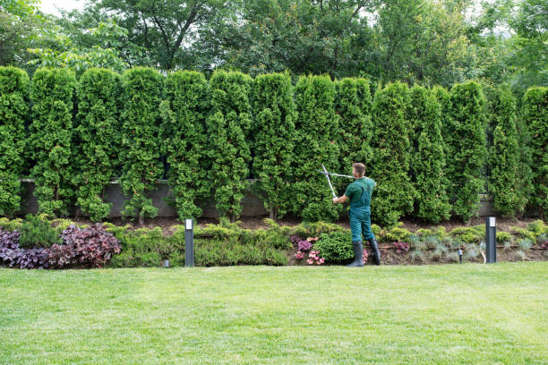 Best Hedge Trimming  in Calverton, NY