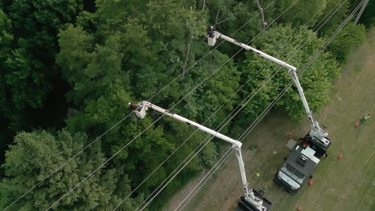 Best Tree Risk Assessment  in Calverton, NY