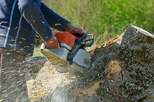 Best Lawn Renovation and Restoration  in Calverton, NY